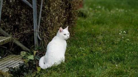 The cat sits at the doorstep Stock Photos