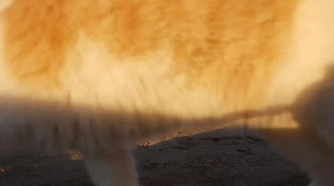 Cat sits down and gets startelled Salvation Mountain Stock Footage 47882099