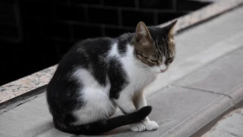 Cat sits down on a street Stock Footage 108656508