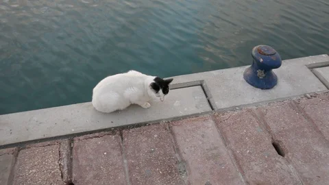 Cat sits on the edge of a concrete pier above the water Видео 99114996
