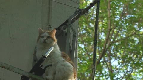 Cat sits on the edge of the railing on a spring sunny day Stock Footage 89943763