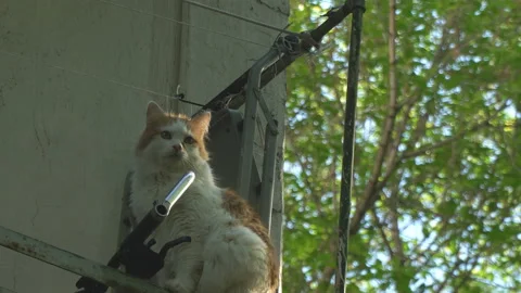 Cat sits on the edge of the railing on a spring sunny day Stock Footage 89943925
