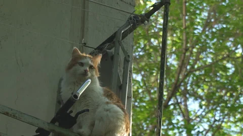 Cat sits on the edge of the railing on a spring sunny day Stock Footage 89944067