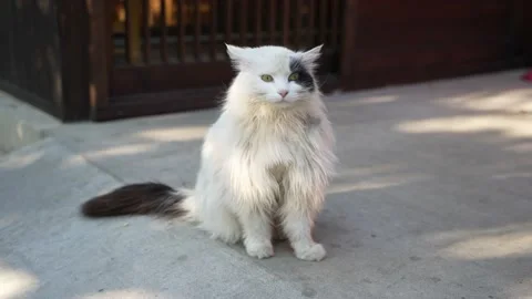 The cat sits elegantly and quietly on the street Stock Footage 195449476