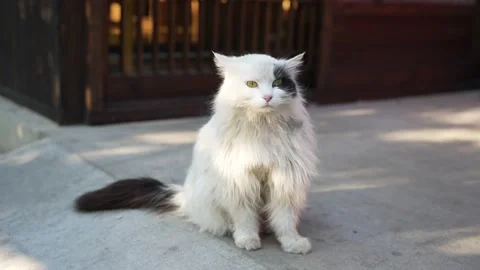 The cat sits elegantly and quietly on the street Stock Footage 195449485