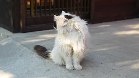 The cat sits elegantly and quietly on the street 库存影片 195449778