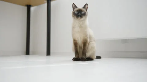 Cat sits on the floor Stock Footage 31612757