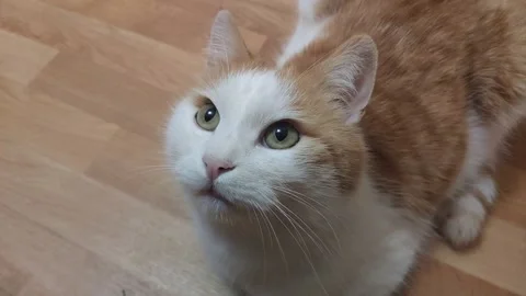 Cat sits on the floor Stock Footage 138656422