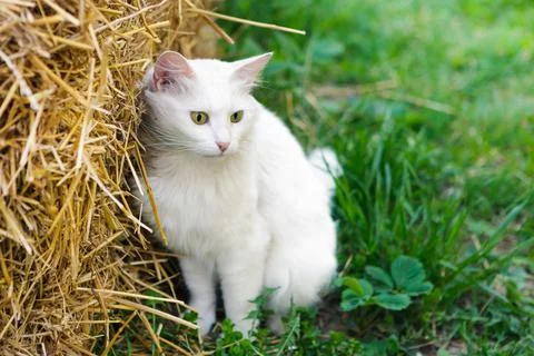 The cat sits in the garden on the grass in a haystack Stock Photos