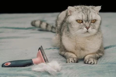 Cat sits getting groomed with a brush on a blue surface in a home environment Stock Photos