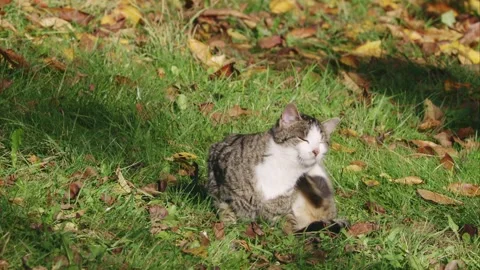 Cat sits in the grass between autumn leaves and scratches itself Stock Footage 282711611