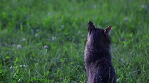 The cat sits in the grass Stock Footage 243856746
