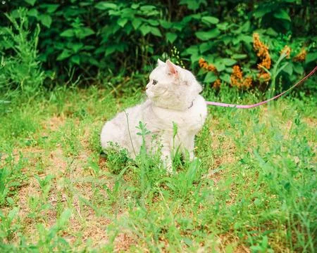 The cat sits in the grass Stock Photos