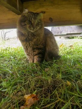 A Cat Sits on the Grass Under a Deck Foto stock