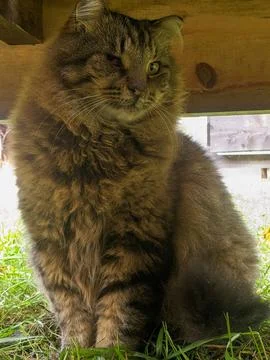 A Cat Sits on the Grass Under a Deck Stock-Fotos