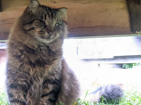 A Cat Sits on the Grass Under a Deck Stock-Fotos