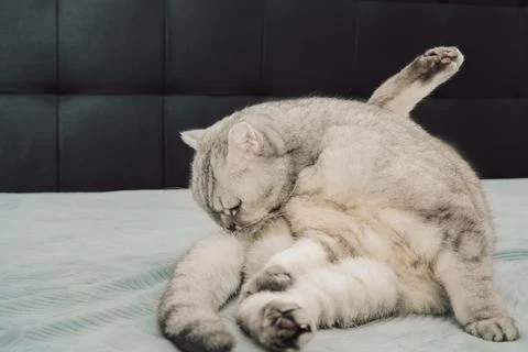 Cat sits grooming itself on a bed in a cozy indoor space during day.  cleans  Foto stock