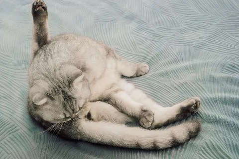 Cat sits grooming itself on a bed in a cozy indoor space during day.  cleans  Stock Photos