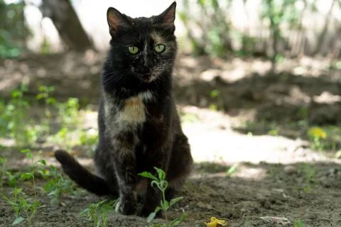 Cat sits on the ground Stock Photos