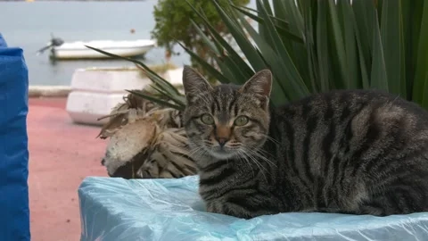 The cat sits by the harbor, boat is in the background Stock Footage 219016779