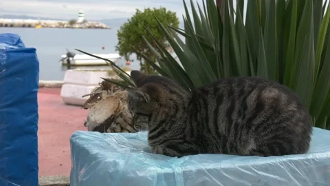 The cat sits by the harbor Stock Footage 219016549