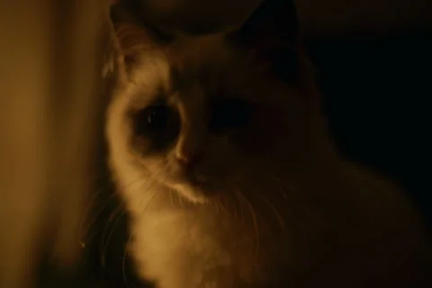 A cat sits indoors under warm light Stock Footage 321780975