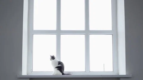 The cat sits on a large windowsill, Hand-held shot Stock Footage 73939258