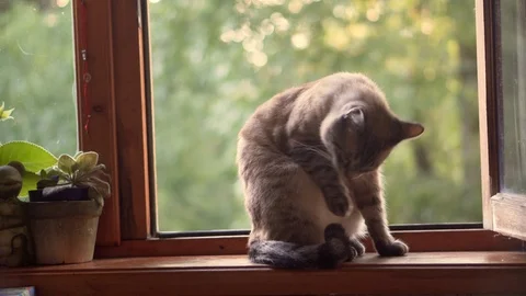 The cat sits near the open window Video stock 113059878
