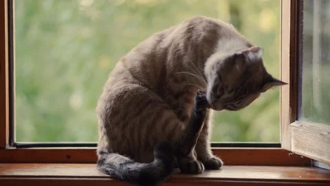The cat sits near the open window Video stock 113059924