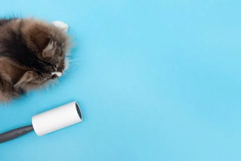 The cat sits next to the cleaning roller. Sticky Lint Roller. Blue background Stock Photos