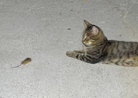 A cat sits next to a mouse it has caught Stock Photos