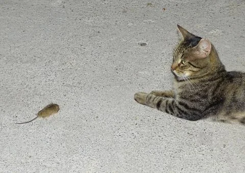 A cat sits next to a mouse it has caught Foto stock