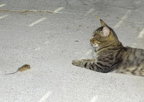 A cat sits next to a mouse it has caught 库存照片