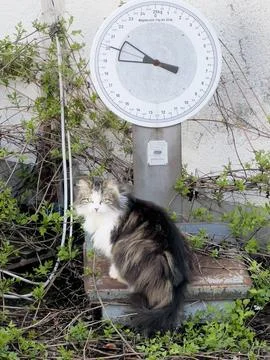 Cat sits on an old load scale Stockfoto's