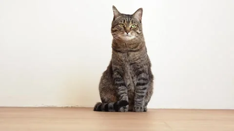 The cat sits in one place and looks in different directions, isolated cute Stock Footage 267459085