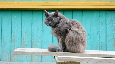 Cat sits, outdoors Stock Footage 112918291