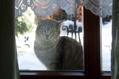 The cat sits outside on the window and looks inside. Stock Photos