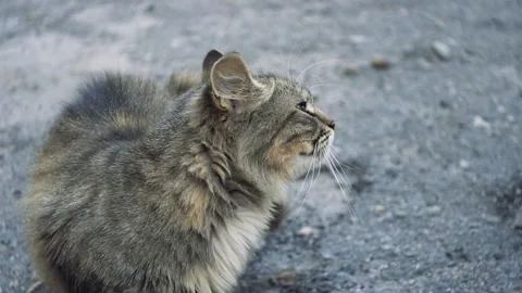 A cat sits in the park on the asphalt. Stock Footage 140664806