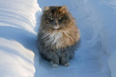 The cat sits on a path dug in a deep snowdrift and looks straight into our eyes Stock Photos