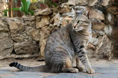 A Cat Sits on the Pathway Stock Photos