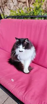 The cat sits on a pink surface Foto stock
