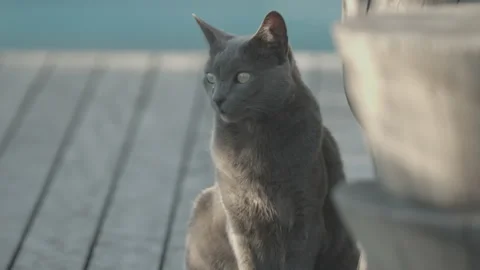 Cat sits by pool looking around thinking Stock Footage 133215994
