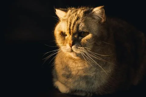 Cat sits quietly in low light, showing soft fur golden eyes during evening ho Stock Photos