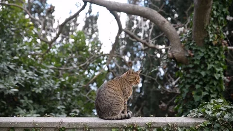 The cat sits on the railing and licks Stock Footage 131801839