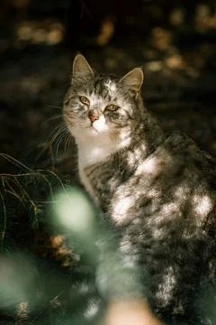 A cat sits in the shade of a tree, looking at the camera Foto stock