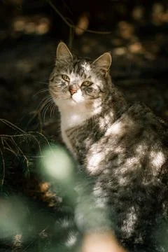 A cat sits in the shade of a tree, looking at the camera Foto stock