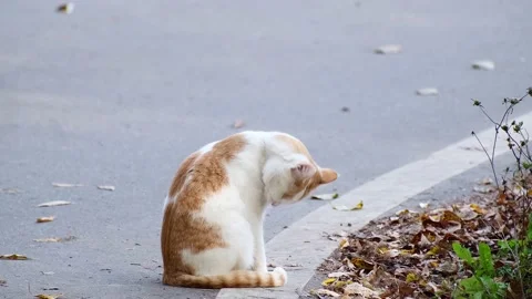 Cat sits on the side of the road and licks its fur Stock Footage 162371659