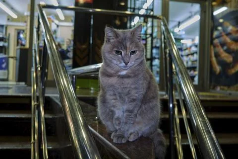The cat sits on the steps of the store Foto stock