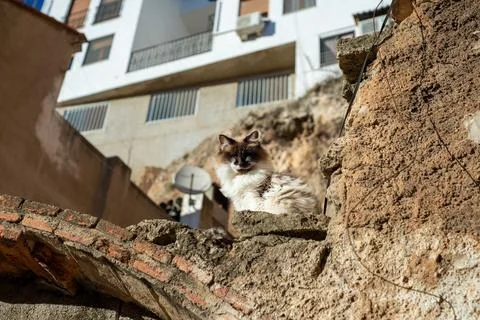 A cat sits on a stone wall looking at the camera Stock Photos
