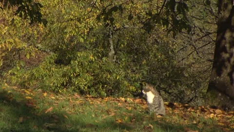 Cat sits in the sun between autumn leaves  Stock Footage 281570795
